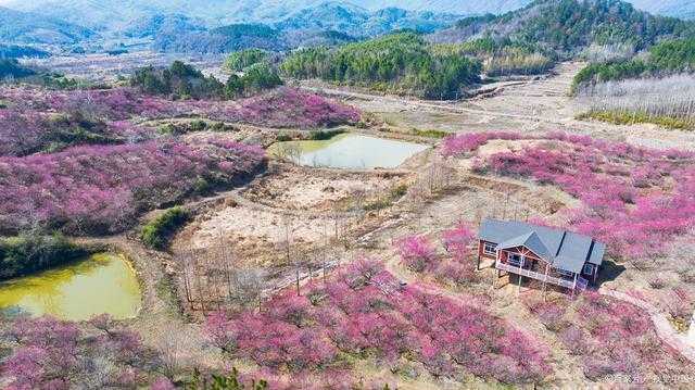 【秦岭秘境赏花指南】海拔1200米的桃花源:一条被低估的春日自驾走廊 文化旅游