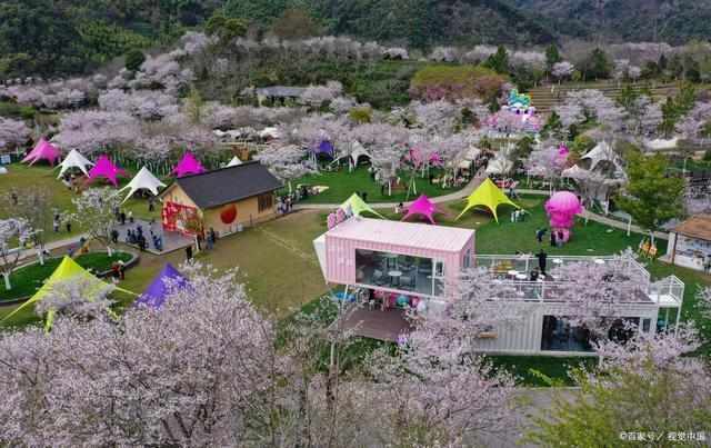 【秦岭秘境赏花指南】海拔1200米的桃花源:一条被低估的春日自驾走廊 文化旅游
